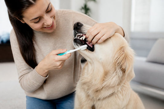 How to Improve Dog Oral Health: A 2026 Guide
